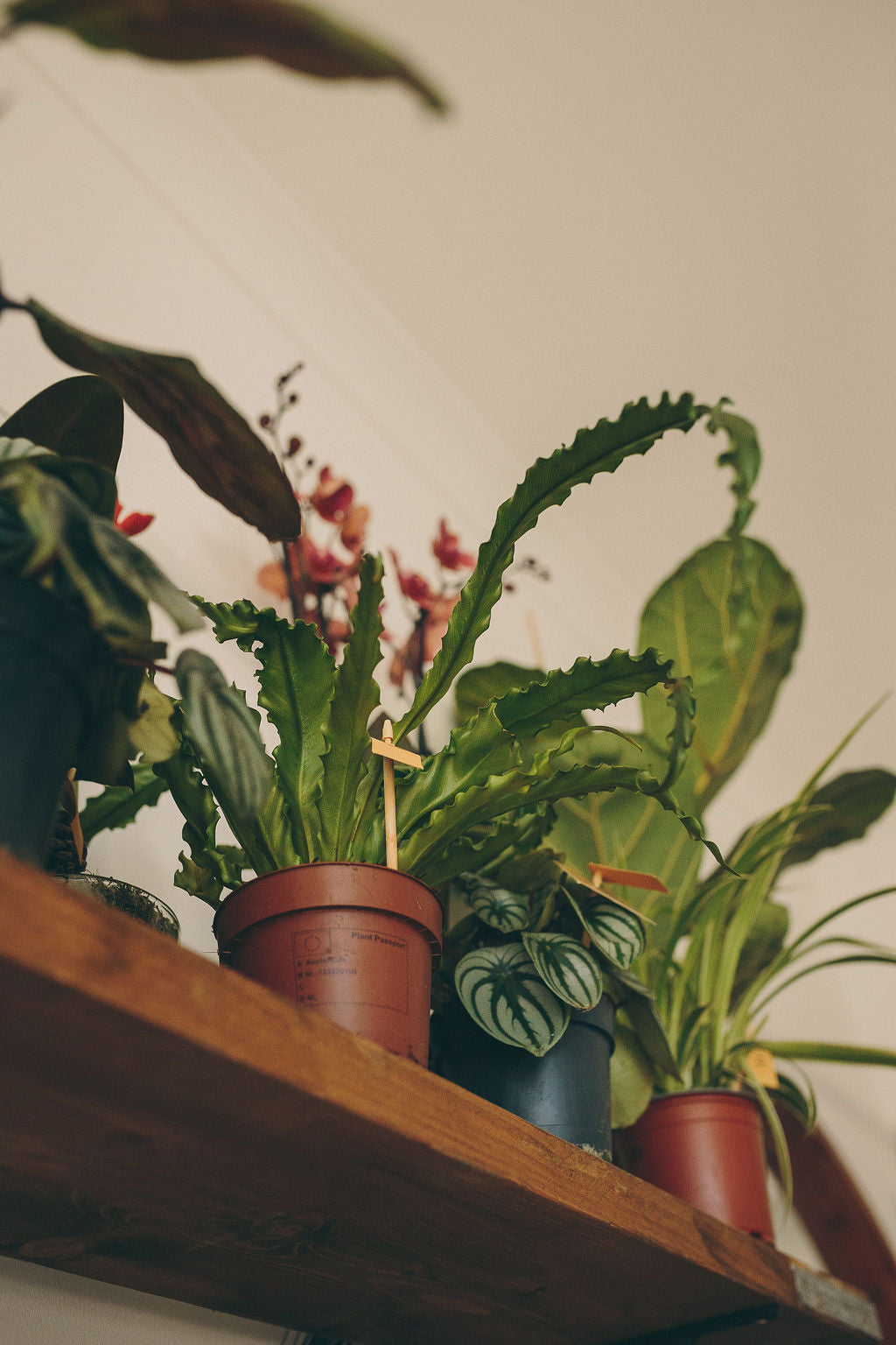 How to Care for Your Houseplants