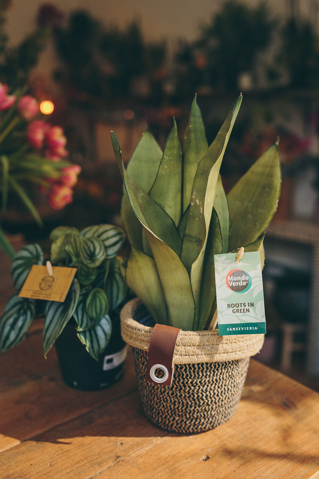 Houseplants