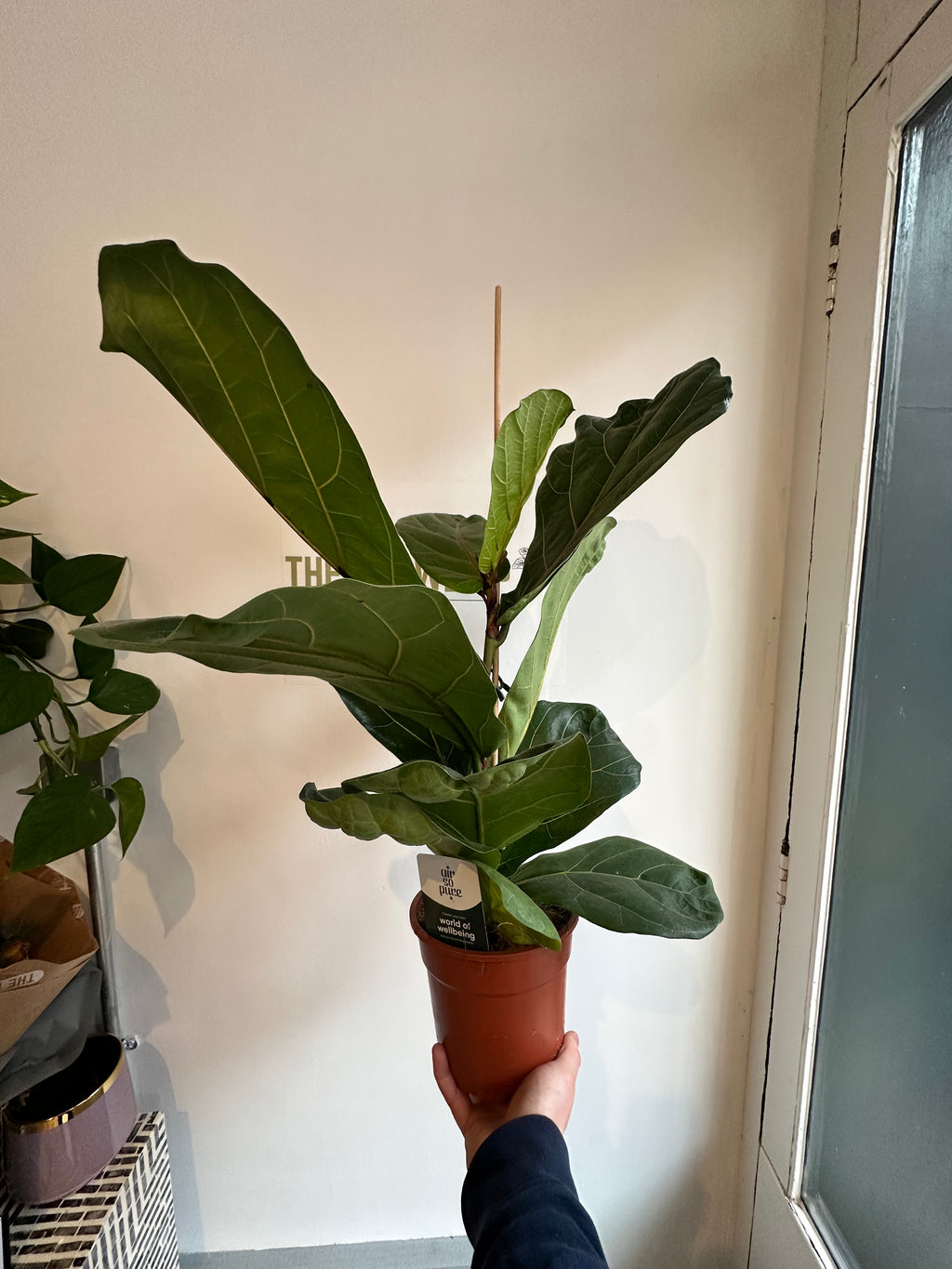 Fiddle Leaf Fig