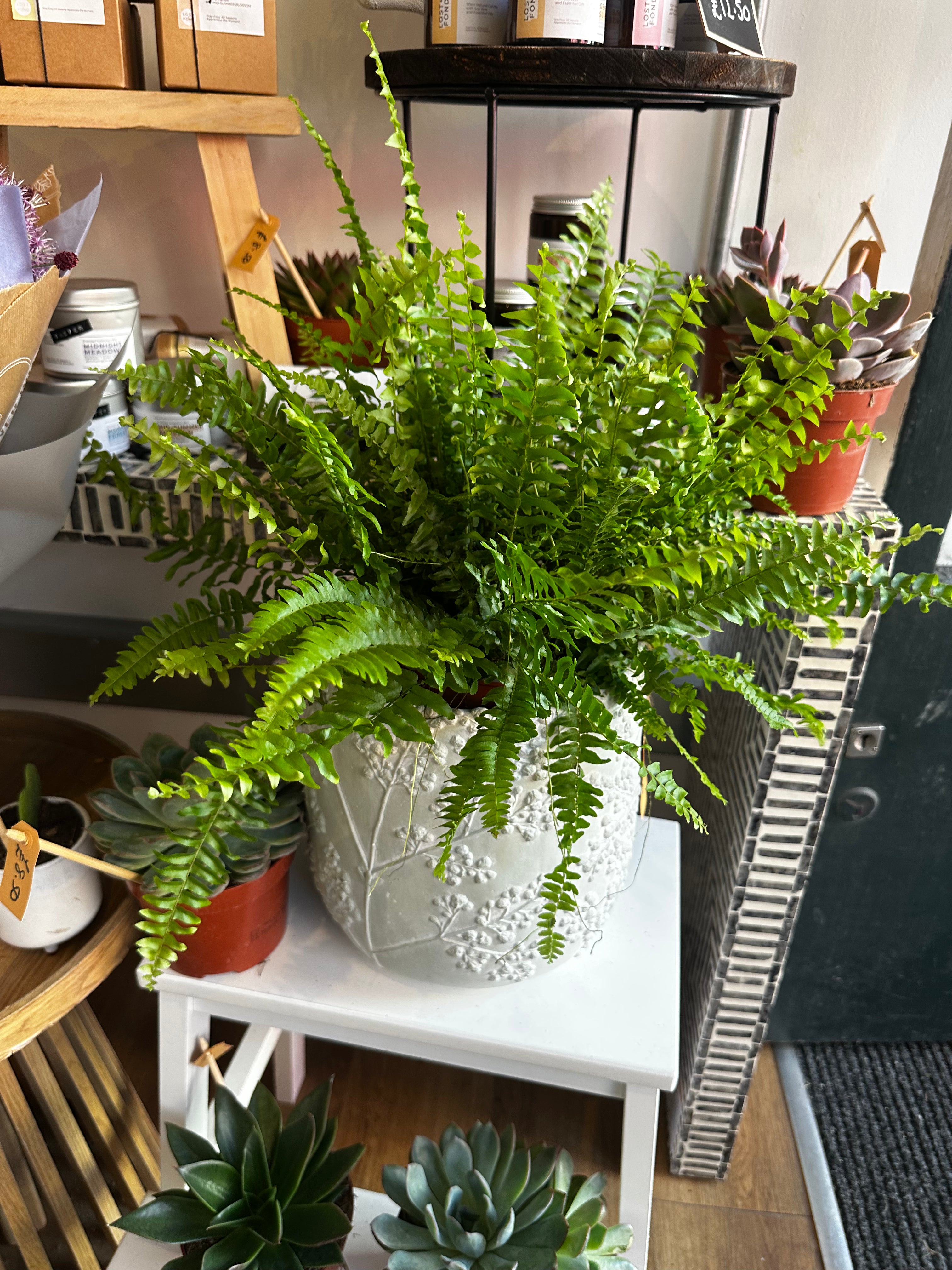 Beautiful Boston Fern in Pot