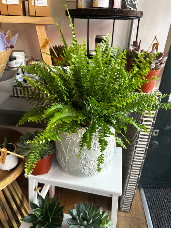 Beautiful Boston Fern in Pot