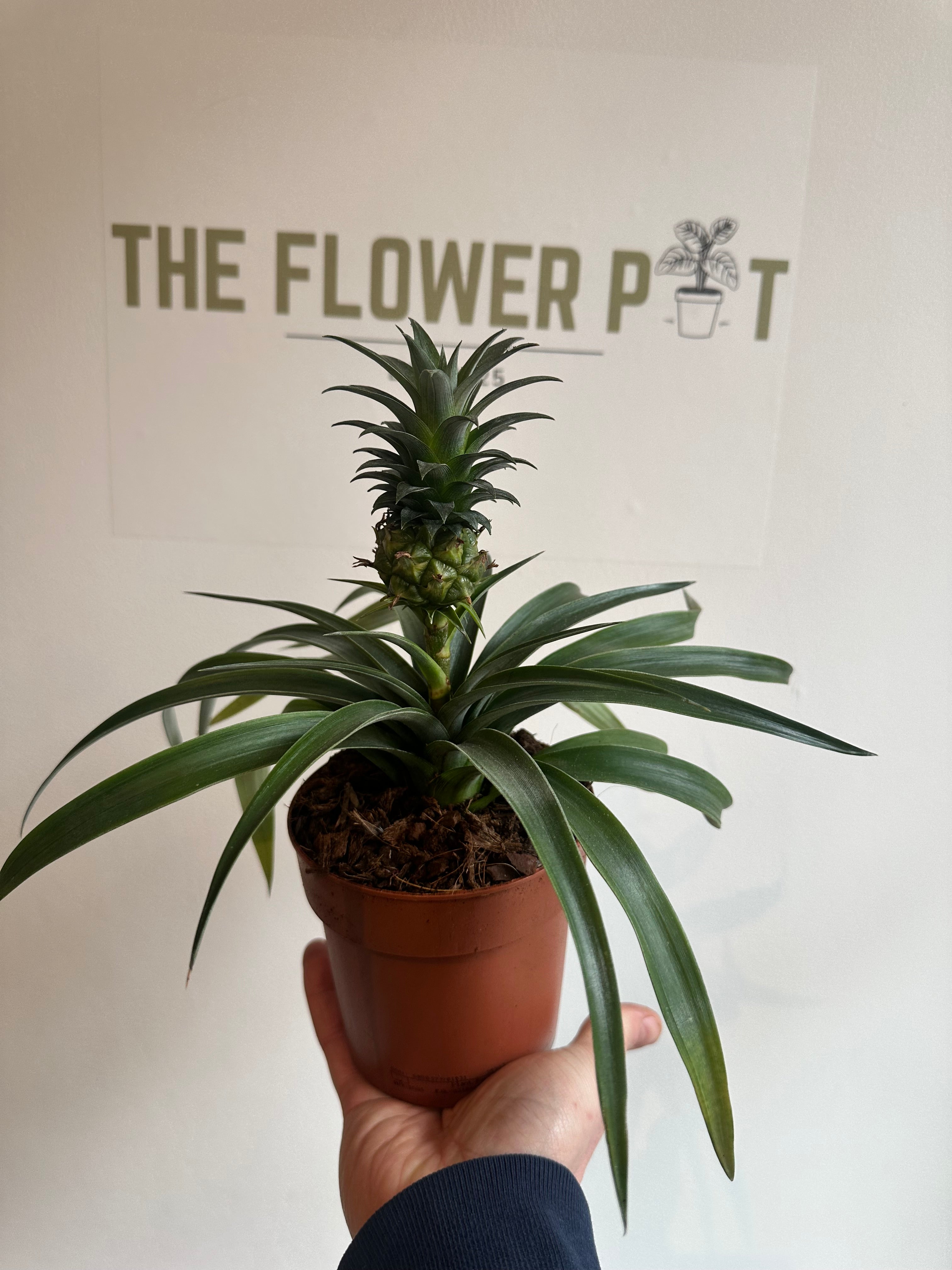 house plant looks like pineapple Pineapple Plant (Ornamental Ananas Comosus) Houseplant – The Flower Pot Swindon LTD