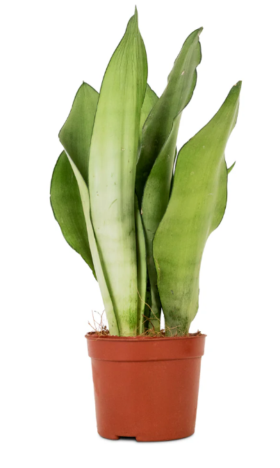 Mother-in-law's tongue plant