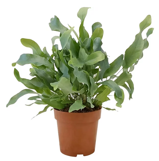 Green Blue Star Fern houseplant with lush fronds in a pot, perfect for indoor decoration.