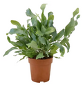 Green Blue Star Fern houseplant with lush fronds in a pot, perfect for indoor decoration.