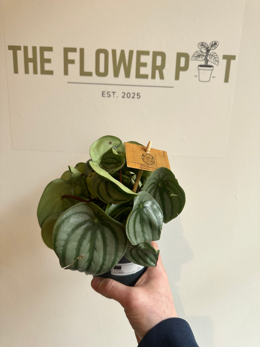 Watermelon Peperomia Houseplant
