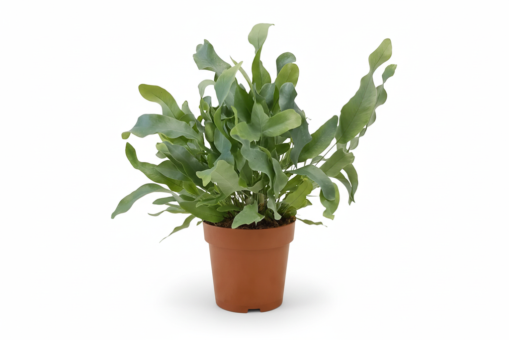 Lush blue star fern houseplant with vibrant green fronds in a decorative pot, ideal for indoor spaces.