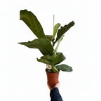 Fiddle Leaf Fig on a clean white background