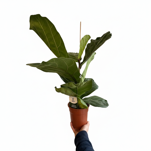 Fiddle Leaf Fig on a clean white background