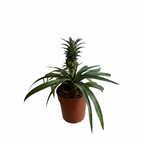 Pineapple Plant on a clean white background