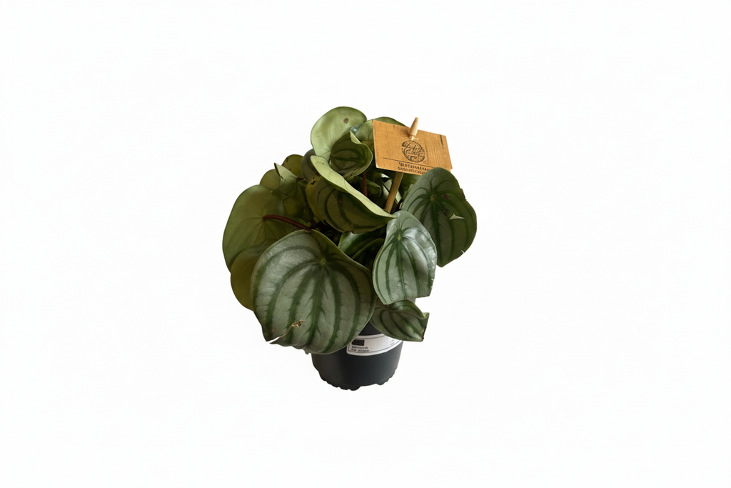 Watermelon Peperomia Houseplant