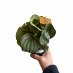 Watermelon Peperomia on a clean white background