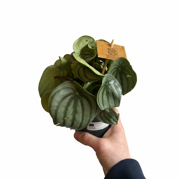 Watermelon Peperomia on a clean white background